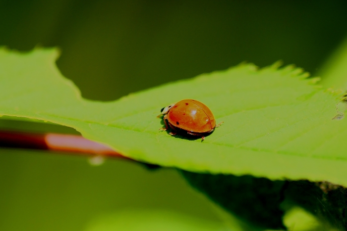Coccinelle da ID